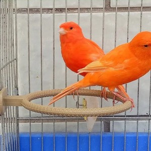 Budgies Canary Cage Accessories Plastic Pet Shower Perch Stand Birdbath Bathing Box Bird Bath Cage Parrot Bathtub