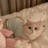 cat clothes