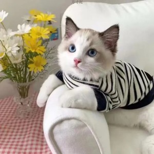 Summer INS Pet Dog Clothes Four Seasons Stylish Little Milk English Shorthair Ragdoll Cat Two-Legged Hoodie