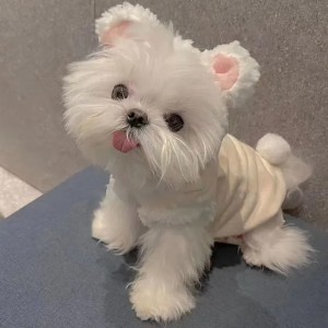 T1231 Pet yarn skirt summer thin dress poodle teddy bear bichon yorkshire terrier small dog cat dog clothes