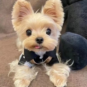 T00205 Dog clothes spring and summer Japanese workwear vest pet traction schnauzer bichon shiba inu trendy work jacket