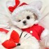 T1031 Festive Tang suit New Year autumn and winter plus velvet red pet dog cat New Year clothes warm Teddy Bichon Pomeranian