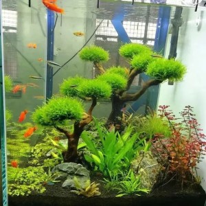 Fish tank greening wood frame planting decoration accessories Moss tree frame no Moss aquarium planting driftwood decoration 240821