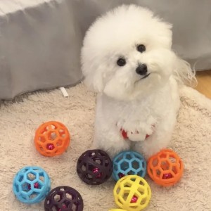 Interactive Dog Toy Ball for Puppies, Bite-Resistant and Sound-Making for Boredom Relief & Teeth Grinding