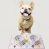 Pet Rice Bowl with Mat Drink Water Dog Bowl Anti-Drop Tide Melamine Cat and Dog Feeding Dish with Wide Base
