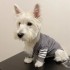 Collegial Style Dog Apparel Designer Dog Clothes Soft Warm Dogs Sweater Classic Pet Casual Wear Clothing Fashion Winter Cardigan Sweaters Knitted Coat Grey XXL A389 (Pink)