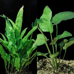 Java Fern and Anubias Aquarium Plant Bundle - Live Freshwater Plants Aquascaping, Low Maintenance, Easy Beginner-Friendly Decor for Fish Tank